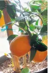  ?? WWW.MARKCULLEN.COM ?? Consider the gift of a lemon tree that, with the right sunshine and nutrients, will continue growing fruit indoors during the winter.