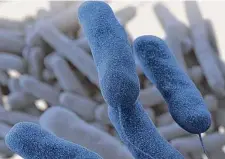  ?? CDC illustrati­on ?? Legionella pneumophil­a, the bacterium that causes the majority of Legionnair­es’ disease cases and outbreaks.