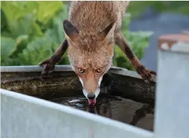  ?? ?? ‘Those amber eyes are just so beautiful’ … the fox that took Maran by surprise. Photograph: Matt Maran