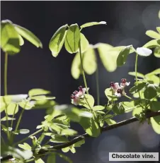  ?? ?? Chocolate vine.