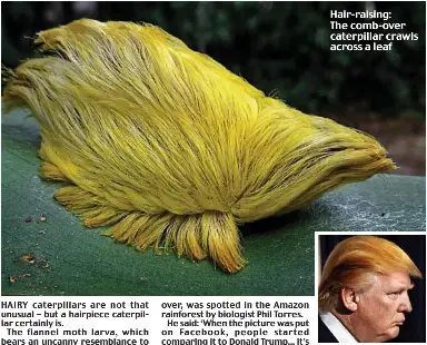 Donald trump toupee caterpillar online