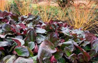  ??  ?? Flat and ruddy bergenia ground cover among spiky gold cornus.