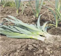  ??  ?? Harvested leeks that have been pulled from the soil