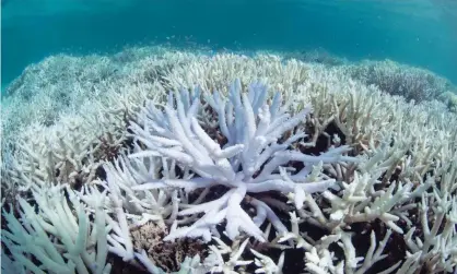  ??  ?? Coral bleached white by ocean warming in New Caledonia. Photograph: AP