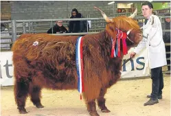  ?? Pictures: Kevin McGlynn. ?? Dexter Logan with overall female champion Furan Magaidh 7th of Glengorm, top, and Alan Prentice with his male champion twoyear-old bull Eachan Ruadh of Hyndford.