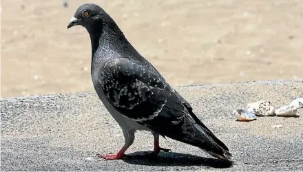  ?? FAIRFAX NZ ?? Rock Pigeons were introduced to New Zealand and are most commonly found in urban areas.