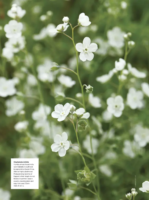 Forget Me Not Flowers Pressreader