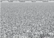  ?? Mark Mulligan / Houston Chronicle ?? U.S. Rep. Jodey Arrington says the removal of cotton from the price support program has had a “devastatin­g effect” on farmers.