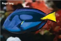  ??  ?? Regal tang.