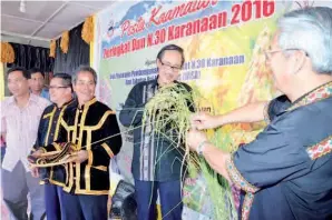  ??  ?? MASIDI dan Jaimin (kanan) menuai padi sebagai gimik perasmian pesta diperhatik­an Pengerusi Penganjur Kuiky Gimbor (tiga kanan).