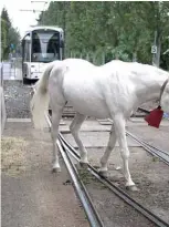  ??  ?? Jenny crosses the railtracks of the tramway as she takes her daily walk in Fechenheim.