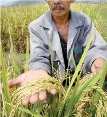  ??  ?? RIPENING stalks of an experiment­al rice variety