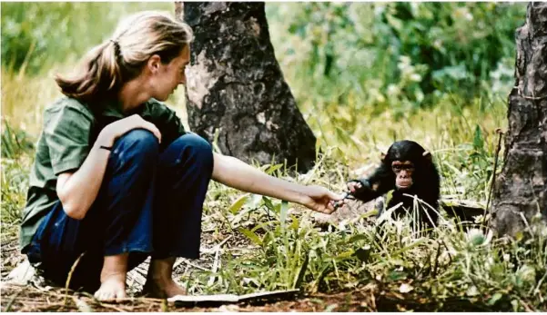  ?? Foto: Hugo van Lawick/jane Goodall Institut/dpa ?? Jane Goodall als junge Frau mit Schimpanse­n-baby Flint in Tansania.