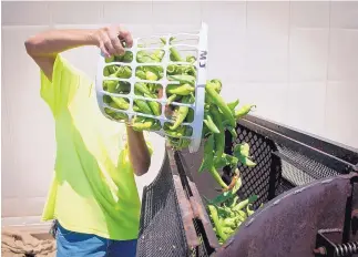  ?? MARLA BROSE/JOURNAL ?? Victor Salazar of Chile Traditions near Wyoming and Montgomery pours a basket of Hatch green chile into a roaster on Wednesday. The first Hatch shipment to Chile Traditions arrived last week.