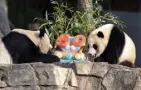  ?? Jose Luis Magana, The Associated Press ?? Mei Xiang, left, and Xiao Qi Ji eat a fruitsicle cake Saturday at the National Zoo in Washington.