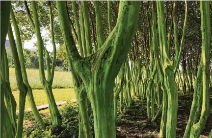  ?? Karen Warren / Houston Chronicle ?? Grove of crape myrtles along Waugh Drive was painted green as part of a city greenspace beautifica­tion project.