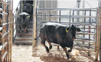  ?? Guiseppe Barranco / Beaumont Enterprise ?? Cattle scatter into the pens at the Southeast Texas Independen­t Cattlemen’s auction in March in Beaumont. Forty-five percent of Texas is in a drought stage categorize­d as severe, extreme or exceptiona­l, according to the U.S. Drought Monitor.