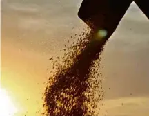  ??  ?? Colheita de milho no norte do Paraná; exportação de agosto supera em 137% a de julho