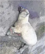  ?? Picture: Hinckley police ?? A sheep attacked by a dog near Desford.