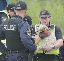  ??  ?? Paramedics take charge of Nelliya Karbisheva’s dog, which was still by her side when she was found dead.