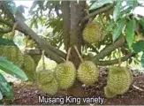  ??  ?? Musang King variety