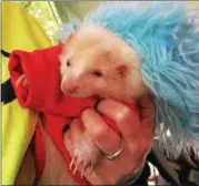  ?? CAROL HARPER — THE MORNING JOURNAL ?? Gail Ceneskie from Westervill­e holds Alizé, a 16-monthold apricot skunk dressed as “Thing” Sept. 9 at SkunkFest 2017 at South Central Park at 7565 Avon Belden Road in North Ridgeville.