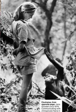  ??  ?? Clockwise, from opposite page: Jane Goodall circa 1976; Communicat­ing with chimpanzee Nana in 2004 at Magdeburg Zoo; Goodall with one of her research subjects in the Gombe National Park in northern Tanzania; Goodall studies an African baboon, 1974