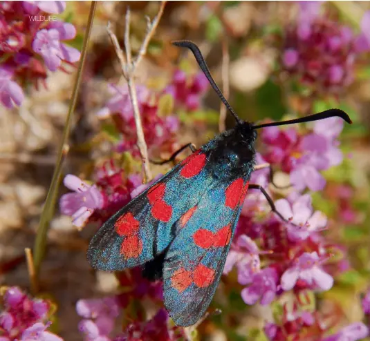  ??  ?? Above: The six-spot burnet moth feeds on nectar during the day.
Right: The striking European peacock butterfly.