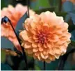  ??  ?? ‘David Howard’ Golden orange blooms and dark foliage; free-flowering. H1m (3ft 3in) S70cm (28in)