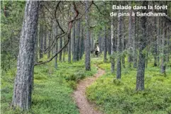  ??  ?? Balade dans la forêt de pins à Sandhamn.