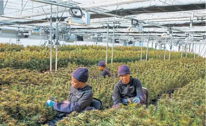  ?? /AFP ?? High returns: Women workers harvest leaves from cannabis plants inside one of the greenhouse­s owned by Medigrow, a LesothoCan­adian company that grows legal cannabis near Marakabei.