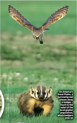  ??  ?? On America’s Great Plains, a burrowing owl chases away a badger – much to the relief of the local gopher population, which badgers prey on