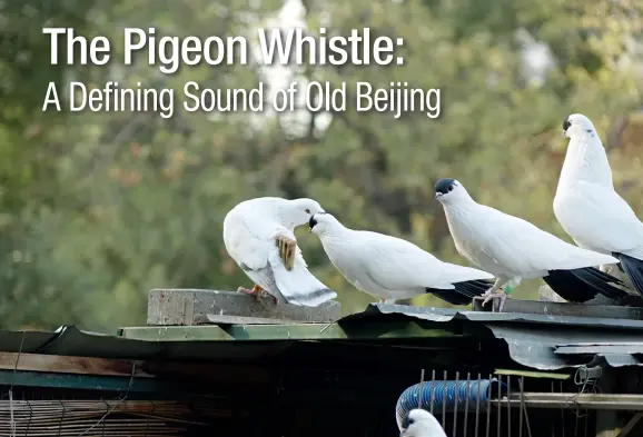  ??  ?? Beijing pigeon whistles are tied onto the tail feathers of pigeons.