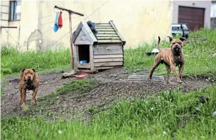  ?? /THEO JEPTHA ?? This week, we’re lamenting the deaths of toddlers mauled by pitbulls. Constantly living in and through trauma in SA makes us numb to each other’s pain.