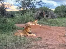  ?? (Mary Ann Anderson/TNS) ?? THE ROMANTIC ALLURE of seeing wildlife in its natural habitat, particular­ly lions, are a big draw for Kenya and its wildlife parks.