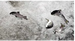  ?? PHOTO: IAIN McGREGOR/
FAIRFAX NZ ?? Chinook Salmon released into the Waimakarir­i river by Fish & Game.