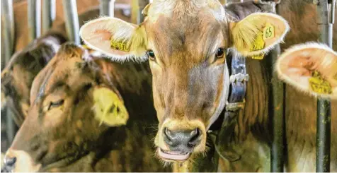  ?? Symbolfoto: Ralf Lienert ?? Das Angebot der Raiffeisen Ware umfasst unter anderem klassische Agrarprodu­kte wie Tierfutter, Saatgut und Pflanzensc­hutzmittel.