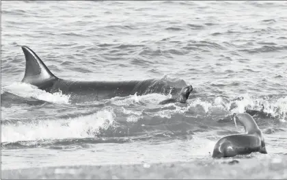  ??  ?? Una orca nada frente a los lobos marinos en las aguas de la península Valdés, en Argentina. En el tercer día de la temporada de orcas nueve ejemplares estuvieron cazando lobos marinos en toda el área de Punta Norte. Estos ejemplares tienen un...