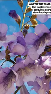  ??  ?? WORTH THE WAIT: The foxglove tree
produces a rare stunning display