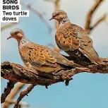  ?? ?? SONG BIRDS Two turtle doves