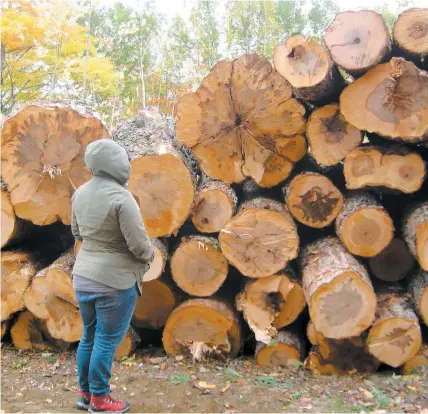  ?? PHOTO COURTOISIE ?? « Ici dans Charlevoix, il y a une rareté de ce peuplement forestier, surtout d’arbres anciens comme ça », affirme François Lessard, forestier de métier, qui déplore que des arbres centenaire­s soient abattus par le promoteur.
