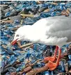  ?? PHOTO: JOHN FLUX ?? A red-billed gull eating Velella jellyfish at Paekakarik­i beach.