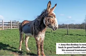 ?? The Donkey Sanctuary / SWNS ?? > Joey the donkey is now back in good health after
his unusual treatment