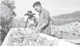  ??  ?? TELITI: Dua pekerja Lang Agro Park, Ariff Fitri Azizan dan Nurul Wahida Samsul membersihk­an sayuran yang dituai di ladang yang terletak di Ulu Melaka, ketika ditemui baru-baru ini.