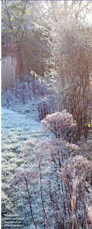  ??  ?? Frosty-hardy plants won’t lose their structure in cold weather