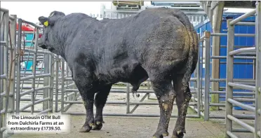  ??  ?? The Limousin OTM Bull from Dalchirla Farms at an extraordin­ary £1739.50.