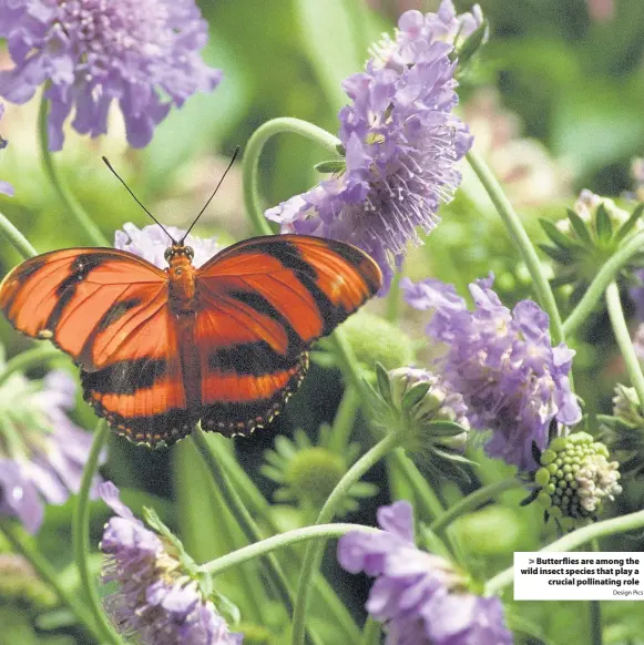  ?? Design Pics ?? > Butterflie­s are among the wild insect species that play a crucial pollinatin­g role