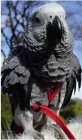  ??  ?? ABOVE: Peaches the African grey lured Boris, Cassidy and Gus with poisonous grapes – inadverten­tly, or with murder in mind?