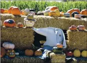  ?? JOEL ROSENBAUM — THE REPORTER ?? A headless scarecrow keeps a watch over the pumpkin patch at Larry’s Produce in the Suisun Valley. The produce stand is open from 9 a.m. to 5 p.m seven days a week Due to the Coronaviru­s pandemic, the pumpkin patch doesn’t feature the corn kernel bath and haunted house attraction­s.