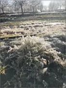  ?? CONTRIBUTE­D PHOTO BY KISLING FARMS LLC ?? Icicles form on an almond tree of off Road 172 Monday night during an unusual late-season freeze. Farmers ran drip lines to raise the temperatur­e of the orchard to minimize, if not prevent, damage to the crop. It is too early to tell if there is damage...